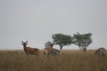 狷羚(Coke's Hartebeest) & 班馬 (Burchell's Zebra)
IMG01094