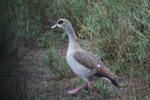 Egyptian goose (埃及雁) 
IMG01101