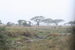 雨中Serengenti National Park
IMG01109