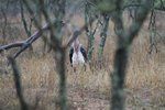 非洲禿鸛 (Marabou stork)
IMG01124