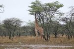 giraffe (長頸鹿)
IMG01129