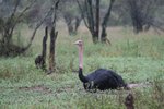 雄性鴕鳥 (male Ostrich)
IMG01136
