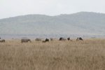 又係牛羚 或 角馬(Wildebeest)與班馬 (Butchell's Zebra) 
IMG01195