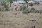 長頸鹿 (giraffe) 及 河馬 (hippopotamus)
IMG01268