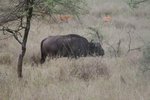 又見非洲5大之一的水牛(buffalo)
IMG01269
