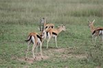 湯氏瞪羚, 湯姆森瞪羚(Thomson's Gazelle)
IMG01271