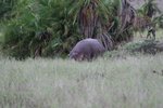 重係河馬 (hippopotamus)
IMG01291