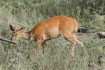 Bushbuck (羚羊一種)
IMG01415