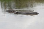 真係河馬 (hippopotamus) 喎
IMG01426