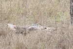 蜥蝪 (lizard)
IMG01436