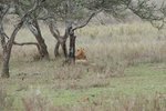 又見母獅
IMG01437