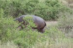 河馬 (hippopotamus)
IMG01445