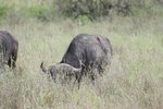 水牛 (buffalo)
IMG01446