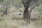 Bateleur Eagle
IMG01449