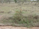 ? ? ?
IMG01451
