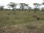 疣豬(Warthog)?
IMG01453