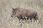 Yes, 係疣豬(Warthog)
IMG01455