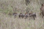 有小疣豬(Warthog)&#22083;
IMG01457