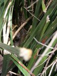 原來係蹄免 或 巉免 或 岩狸 ((Rock Hyrax or Dassie), Masai語叫 Pimbi
IMG01463