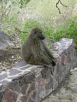 狒狒 (Baboon)
IMG01468