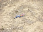 蜥蝪(lizard)
IMG01472