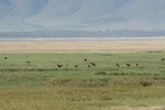 Ngorongoro Crater
IMG01622