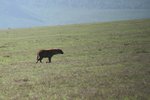 斑點鬣狗 (或鬣狗或土狼 - spotted hyaena) 
IMG01634