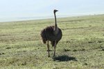 雌性鴕鳥 (female ostrich)
IMG01640