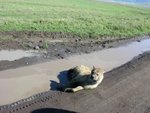 斑點鬣狗 (或鬣狗或土狼 - spotted hyaena), 見到我地架車都唔郁, 唔知是否受了傷呢?  
IMG01642