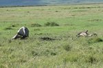 聽說是大象骸骨, 以經死去3個月
IMG01657
