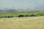小河馬 (hippopotamus)
IMG01659