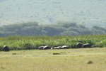 河馬群 (hippopotamus)
IMG01660
