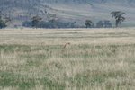只獵豹(Cheetah)坐起身&#22083;
IMG01668