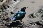 栗頭麗掠鳥 (Superb starling)
IMG01685