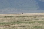 遠處有只黑犀牛(Black Rhinoceros)
IMG01688