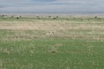 隻豹重攤&#21655;係度&#22083;, 後邊重有好多動物添, 有湯氏瞪羚(Thomson's Gazelle) 及牛羚 (Wildebeest)
IMG01691