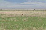 隻獵豹(cheetah)重係攤係度
IMG01693