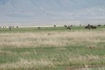 行近&#21874;先, 嘩好多及牛羚 (Wildebeest)&#22083;
IMG01704
