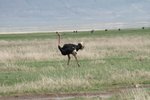 有隻雄性鴕鳥(male ostrich)經過添
IMG01705