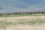 好似目標不在及牛羚 (Wildebeest)
IMG01718