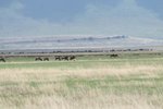 噫牛羚(wildebeast)群中有只湯氏瞪羚羊 (Thomson's Gazelle)呢, 唔通?
IMG01735