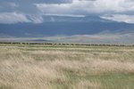 好大群的水牛 (buffalo)
IMG01811