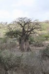 這裏也有 baobab tree (猴麵包樹)
IMG01849