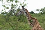 長頸鹿(giraffe)
IMG01869