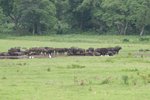 水牛 (buffalo)
IMG01871