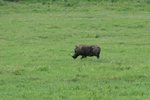 疣豬(warthog)
IMG01873