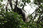 黑白疣猴 (Western Black and White Colobus Monkey)
IMG01879