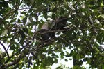 blue monkey
IMG01882