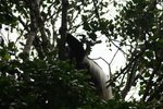 又是黑白疣猴 (Western Black and White Colobus Monkey)
IMG01885