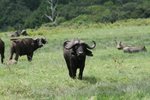 嘩&#21874;水牛(buffalo) 及疣豬(warthog)好近咁&#22083;
IMG01891